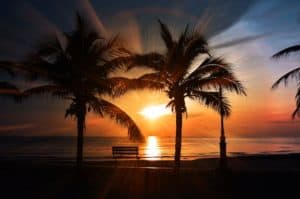 two palm trees at sunset in front of the ocean and a bench