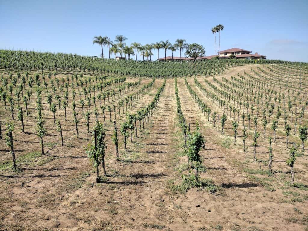 photo of vineyard