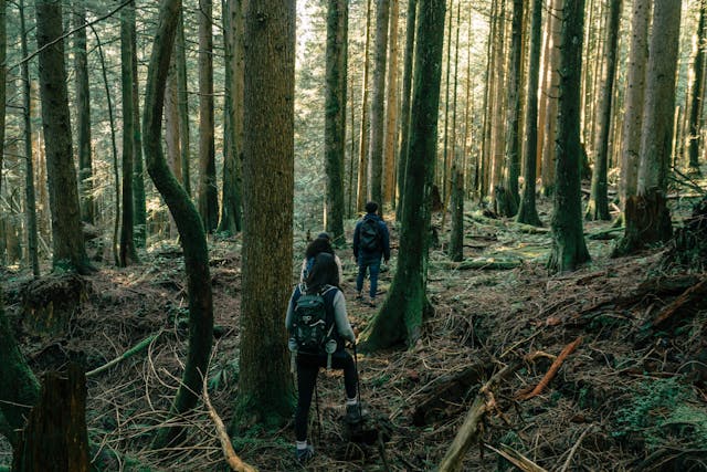 people-hiking-through-forest-with-tall-trees