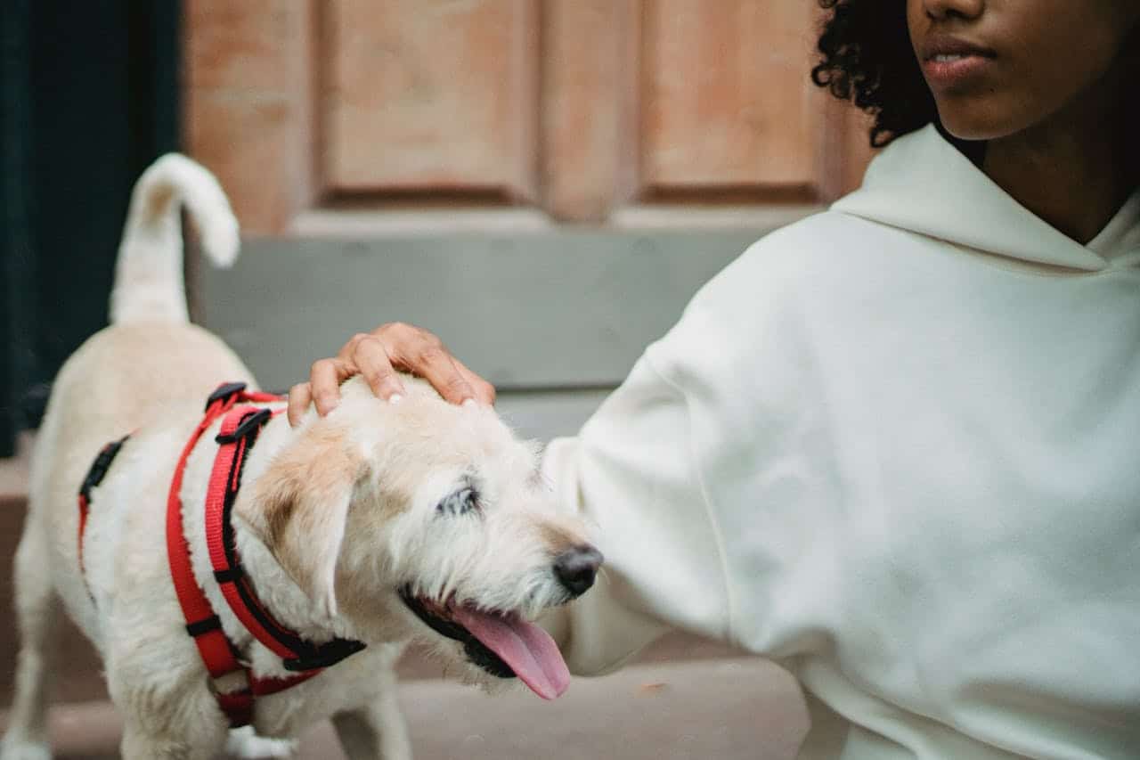 person petting dog